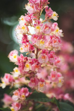 Branch of the red horse-chestnut with inflorescence. A blooming bunch of chestnut on a blurred background. Chestnut blossom in the park. 