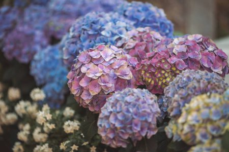 Rosa, azul, lila, violeta, púrpura Flor de hortensias (Hydrangea macrophylla) floreciendo en primavera y verano en un jardín. Hydrangea macrophylla - Hermoso arbusto de flores de hortensia.