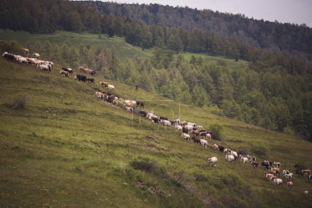 Las vacas pastan en la hierba en las montañas alpinas. paisaje de montaña con caws en el pasto. Concepto de agricultura alimentaria saludable. 