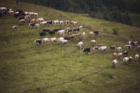 Kühe weiden auf Gras in den alpinen Bergen. Berglandschaft mit Krähen auf der Weide. Konzept für gesunde Ernährung. 