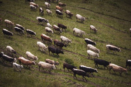 Kühe weiden auf Gras in den alpinen Bergen. Berglandschaft mit Krähen auf der Weide. Konzept für gesunde Ernährung. 