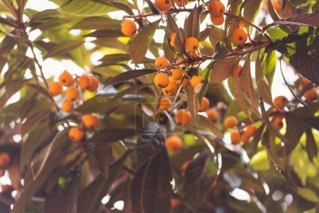 Frutos maduros de níspero en el árbol. Fruto de loquat-Eriobotrya japonica. Árbol frutal maduro de níspero o níspero (Eriobotrya japonica) hoja de níspero en el jardín agrícola. Rama de fruta de níspero con hojas verdes