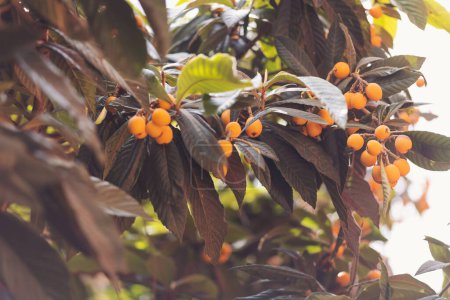 Frutos maduros de níspero en el árbol. Fruto de loquat-Eriobotrya japonica. Árbol frutal maduro de níspero o níspero (Eriobotrya japonica) hoja de níspero en el jardín agrícola. Rama de fruta de níspero con hojas verdes
