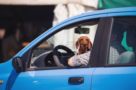 Netter Hund reist im blauen Auto. Hundeführer. Hund starrt aus dem Autofenster. Unterwegs mit einem Haustier.