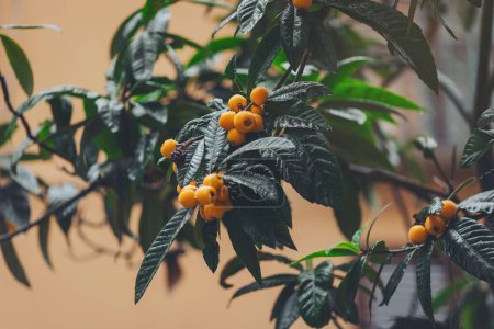ripe and fresh loquat with rain drops. Ripe medlars on tree, healthy fresh orange summer loquat fruit.