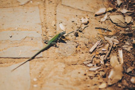 The European green lizard or Lacerta viridis sunning during a warm spring day.