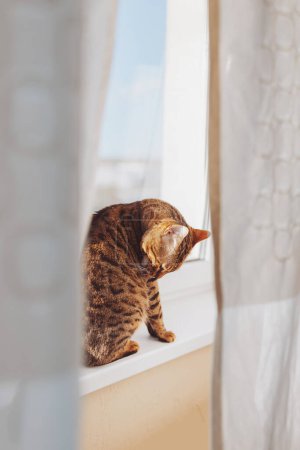 Bengal cat is sitting on windowsill grooming in sunny day, animal care concept.