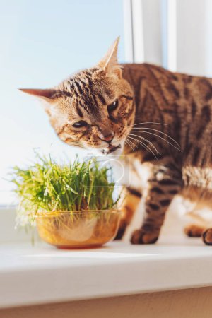 Le chat domestique mange de l'herbe plantée dans un pot. Herbe de chat, herbe pour animaux. Traitement naturel de la boule de poils, blanc, chat rouge mangeant de l'herbe fraîche, avoine verte, émotionnellement, espace de copie, le concept de la santé des animaux de compagnie