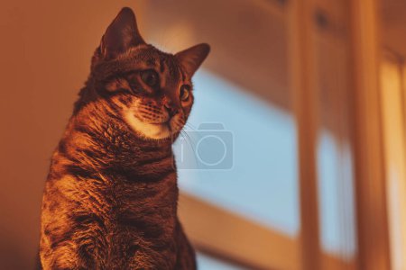 Foto de Gato de bengala doméstico sentado en la ventana, mirada sorprendida de cerca. Gato de bengala marrón disfruta de la cálida luz del sol. gato en ventana alféizar en hermosa puesta de sol. - Imagen libre de derechos