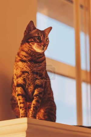 Foto de Gato de bengala doméstico sentado en la ventana, mirada sorprendida de cerca. Gato de bengala marrón disfruta de la cálida luz del sol. gato en ventana alféizar en hermosa puesta de sol. - Imagen libre de derechos