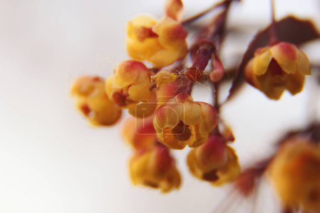 Macro of the flower of Chimonanthus, wintersweet, genus of flowering plants in the family Calycanthacea. Beautiful yellow flowers on the bush bloming in spring and summer time.
