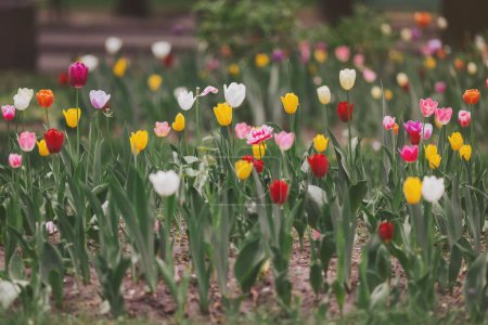 Tulipanes amarillos, blancos y rojos en un macizo de flores en el parque, día soleado, luz del atardecer. Parque público en el fondo. Hermoso fondo floral, enfoque selectivo. Primavera en el parque.