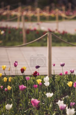 Téléchargez les photos : Lits de fleurs de tulipes colorées avec clôture en bois et chemin de pierre dans un jardin formel de printemps. - en image libre de droit