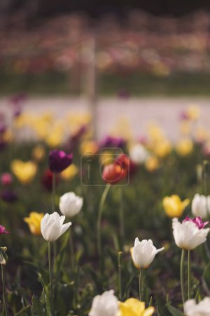 Téléchargez les photos : Lits de fleurs de tulipes colorées avec clôture en bois et chemin de pierre dans un jardin formel de printemps. - en image libre de droit