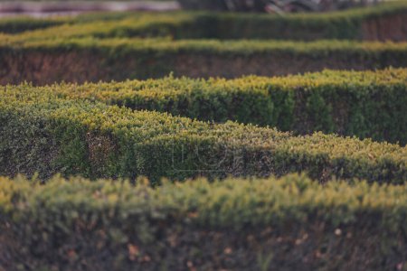 English garden. Green hedge in rows edgewise from above, concept maze geometric nature public park, topiary garden art, abstract structure pattern, symmetry labyrinth. decorative ornamental season