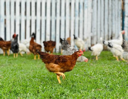 Grupo de gallinas blancas sanas cultivadas y gallo marrón grande que se alimentan de la primera hierba verde fresca afuera en el campo de primavera en el día soleado brillante. Cultivo de pollo, carne sana y concepto de producción de huevos
.