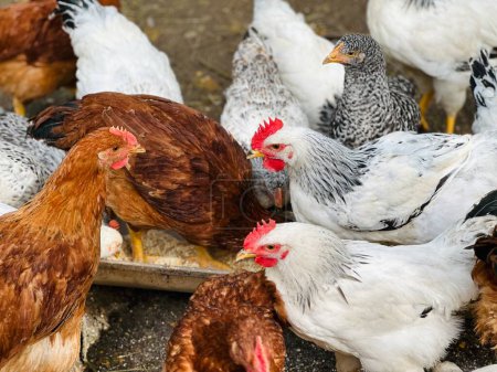 poulet mange des aliments pour animaux et des céréales à la ferme de poulet éco, élevage de poulet en plein air. 