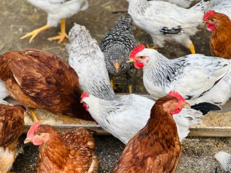 Hühner frisst Futter und Getreide auf Öko-Hühnerfarm, Freilandhühnerfarm. 