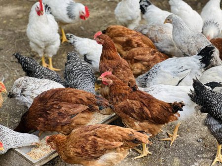 pollo come pienso y grano en granja de pollo ecológico, granja de pollo de campo libre. 