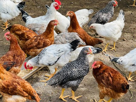Hühner frisst Futter und Getreide auf Öko-Hühnerfarm, Freilandhühnerfarm. 