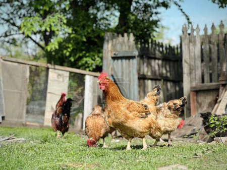Pollo de corral en una granja de aves tradicional. 