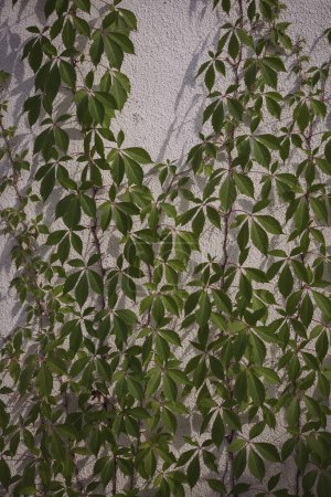 Green life wall, Parthenocissus. Green plants on the wooden fence. Natural texture.