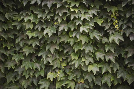 Grüner Lebenswall, Parthenocissus. Grüne Pflanzen auf dem Holzzaun. Natürliche Textur.
