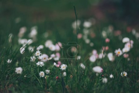 Campo de hierba verde y margaritas florecientes, un césped en primavera. Muchas margaritas blancas