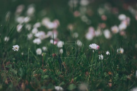 Campo de hierba verde y margaritas florecientes, un césped en primavera. Muchas margaritas blancas