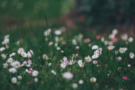 Photo for Field of green grass and blooming daisies, a lawn in spring. Many white daisies - Royalty Free Image