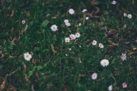 Field of green grass and blooming daisies, a lawn in spring. Many white daisies