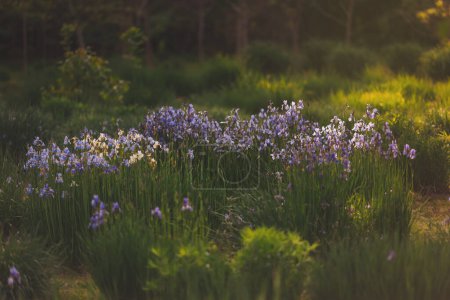 Iris Flowers bed in Garden with Sun light. Iris Flower Spring Background for Greeting Card.