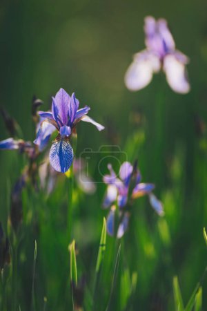 Lila Irisblüte auf dunklem Hintergrund. Blühende Iris versicolor aus nächster Nähe. Blaue Blumen Iris versicolor schön blühend im Garten. 