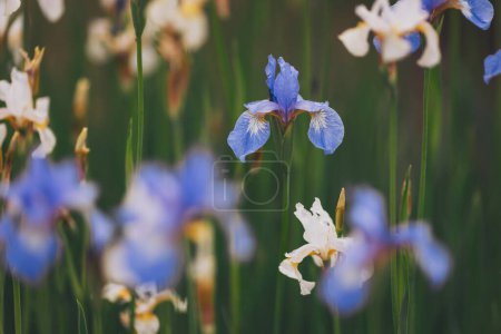 Flor de iris en un jardín de verano, de cerca. iris flores en el campo
