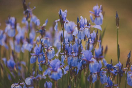 Flor de iris en un jardín de verano, de cerca. iris flores en el campo