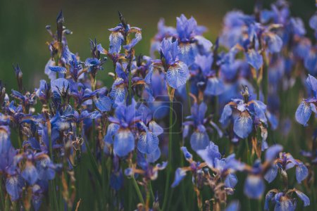 lila Iris an einem Sommertag. Frühling Hintergrund frische violette Schwertlilien auf einem Bett. geringe Schärfentiefe. Blüten der Sibirischen Schwertlilie, Iris sanguinea