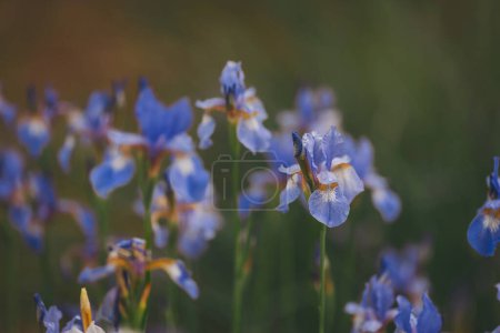 purple iris in a summer day. spring background fresh violet irises on a bed. shallow depth of field. Flowers of Siberian iris, Iris sanguinea