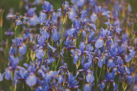 lila Iris an einem Sommertag. Frühling Hintergrund frische violette Schwertlilien auf einem Bett. geringe Schärfentiefe. Blüten der Sibirischen Schwertlilie, Iris sanguinea