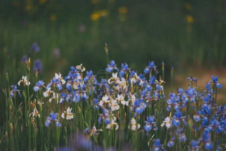 Sibirische Schwertlilie gedeiht auf einer Wiese mit natürlichem Licht