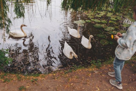 Un grupo de cisnes en el borde de un lago y gente alimentando a los cisnes. Comida en la bahía y un cisne tratando de conseguir la comida. Vista trasera niño dando comida a los cisnes en el lago.