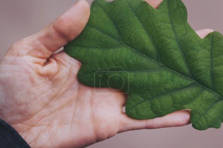 a leaf in the hand. Hand holding green leaf against green background. Moody green. close up green leaf texture and skin texture.