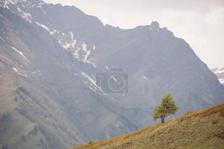 un árbol en una nieve contra las montañas alpinas. Italia, Europa. grandes vistas y paisajes de las montañas italianas.