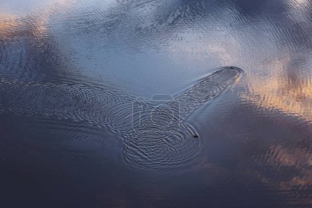 duck beautifully takes off from the surface of the lake. ducks takes off from the surface of the lake. like planes soaring in the sky. The ducks leaving trails abstract reflections 