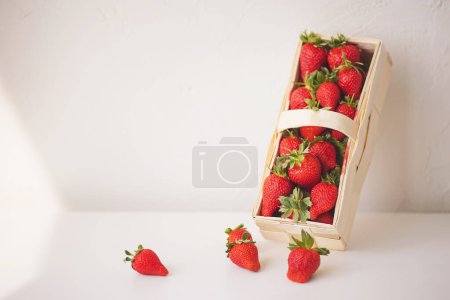 cueillette de fraises dans un panier. Récolte de fraises de jardin. Fraises mûres rouges dans un panier fermer. Aliments diététiques et sains.