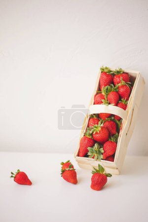 cueillette de fraises dans un panier. Récolte de fraises de jardin. Fraises mûres rouges dans un panier fermer. Aliments diététiques et sains.