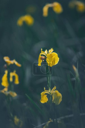 Yellow flag or yellow iris (Iris xiphioides) wild flowers in springtime. wild iris endemic flower