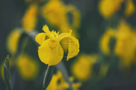 Un primer plano de dos orquídeas zapatilla amarilla. Lirios amarillos contra fondo borroso de la naturaleza. Se trata de un iris salvaje - Iris pseudacorus o bandera amarilla, iris amarillo, bandera de agua.