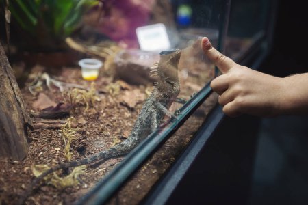 Closeup of pagona bearded dragon background. finger of hild on glass. looking animals in zoo.