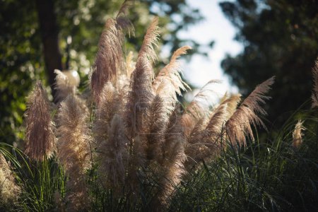 Pampas herbe pendant la floraison. Concept d'herbe sauvage dans la décoration de jardin et de paysage. 