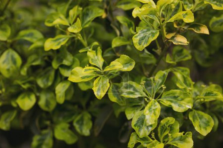 closeup of colorful boxwood (buxus microphylla) on a bush, white-green leaves. Green and yellow foliage background
